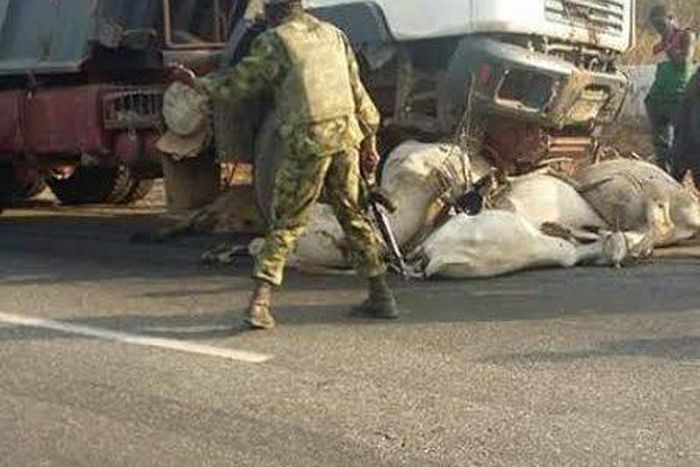 This picture shows dead cows as they laid dead under the truck.