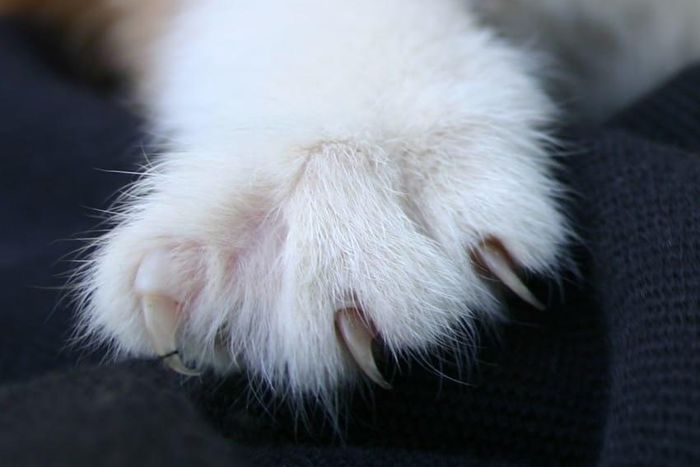 A cat with a sharp looking claw.