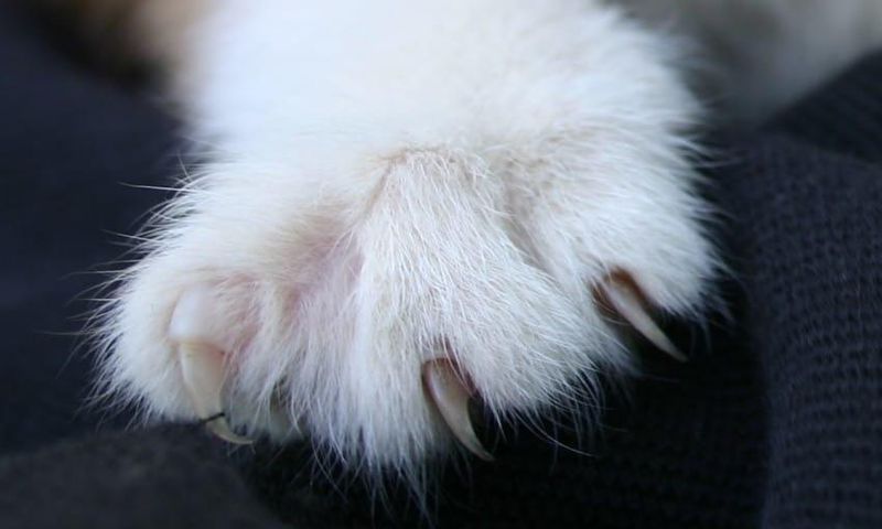 A cat with a sharp looking claw.