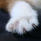 A cat with a sharp looking claw.