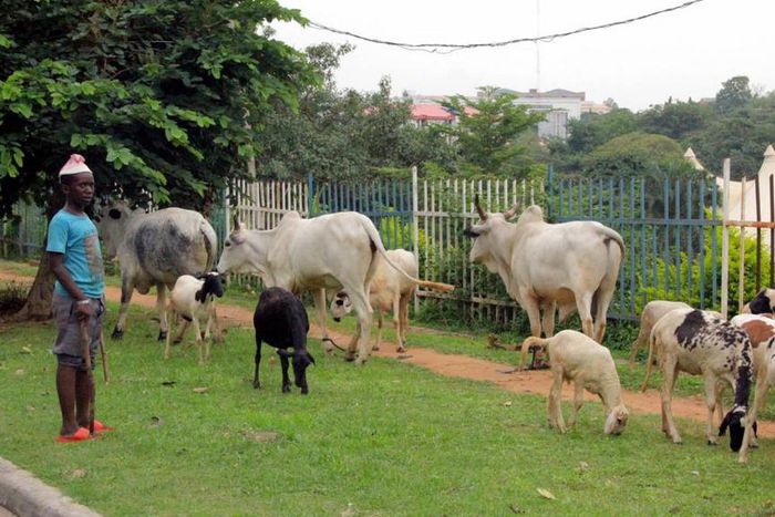 ___5304320___https:______static.pulse.com.gh___webservice___escenic___binary___5304320___2016___7___25___12___cattle+j