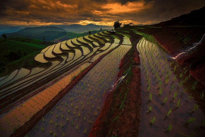 Colourful rice fields