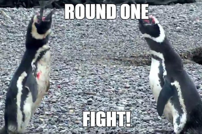 ___5712381___https:______static.pulse.com.gh___webservice___escenic___binary___5712381___2016___11___5___10___Penguins+round+one