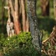 Many giraffe live in Africa's most conflict-torn regions, making conservation a challenge