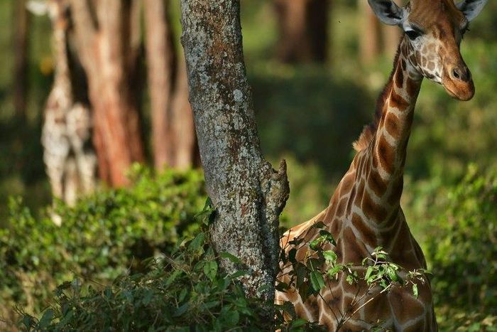Many giraffe live in Africa's most conflict-torn regions, making conservation a challenge