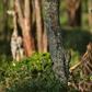 Many giraffe live in Africa's most conflict-torn regions, making conservation a challenge