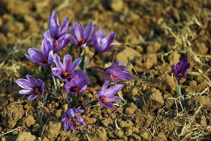 Saffron flowers are seen in full bloom at a field in Pampore