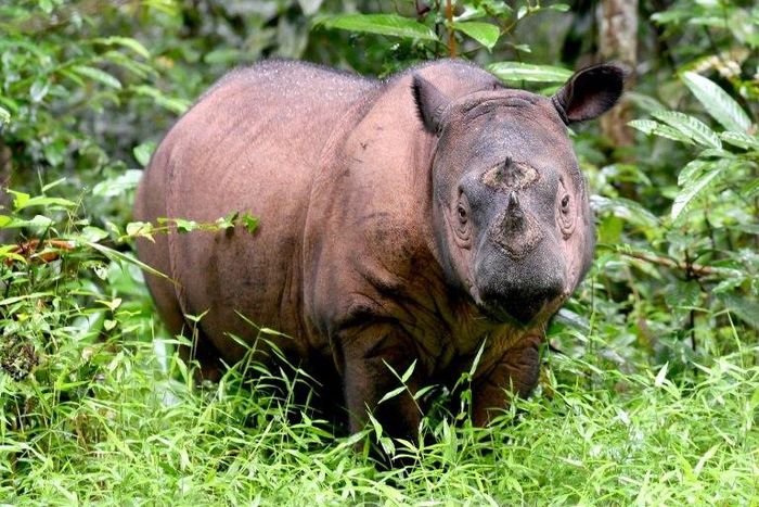 Andatu is part of a special breeding programme for Sumatran rhino at Way Kambas National Park in Indonesia