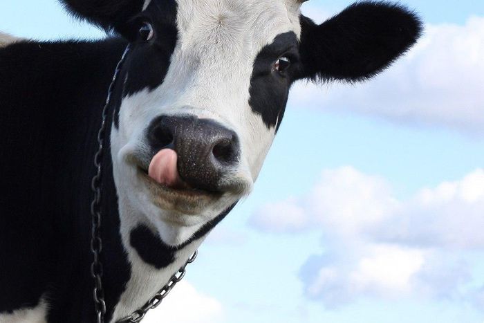 Indian villagers are drinking cow urine to cure acne