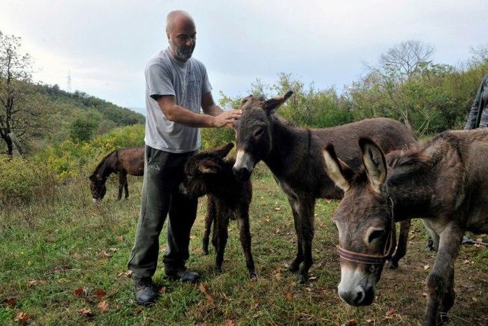 Montenegrin Darko Saveljic stands next to his donkeys near the village of Gradina Martinicka