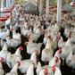 A poultry farm