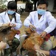 ___3843418___https:______static.pulse.com.gh___webservice___escenic___binary___3843418___2015___6___9___9___chinas-bird-flu-problem-is-getting-worse