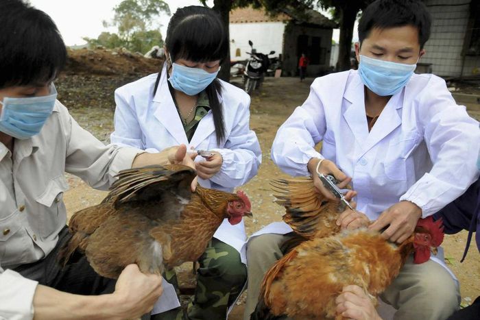 ___3843418___https:______static.pulse.com.gh___webservice___escenic___binary___3843418___2015___6___9___9___chinas-bird-flu-problem-is-getting-worse