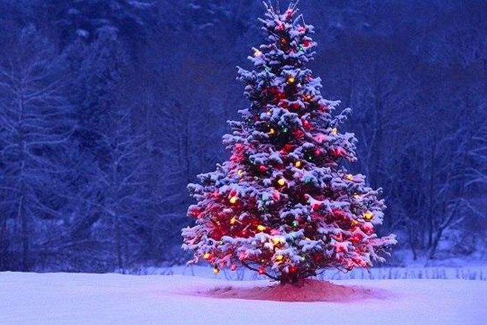 ___5039641___https:______static.pulse.com.gh___webservice___escenic___binary___5039641___2016___5___16___17___Christmas-Tree-Decoration