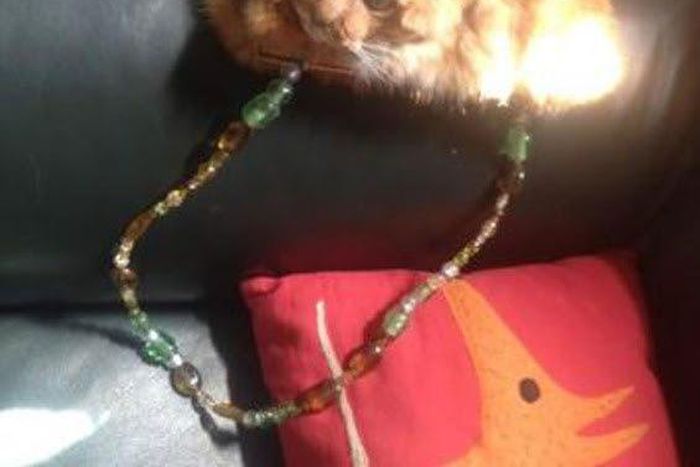 Handbag made from dead cat