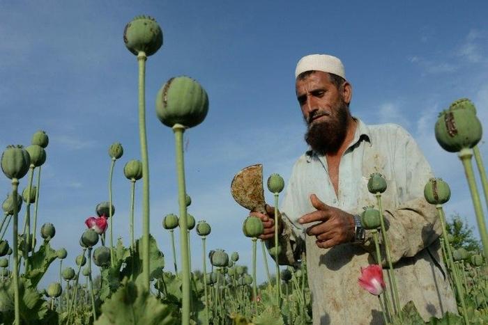 A UN Office on Drugs and Crime report has highlighted a "worrying reversal" in efforts to combat the scourge of drugs" and opium cultivation in Afghanistan