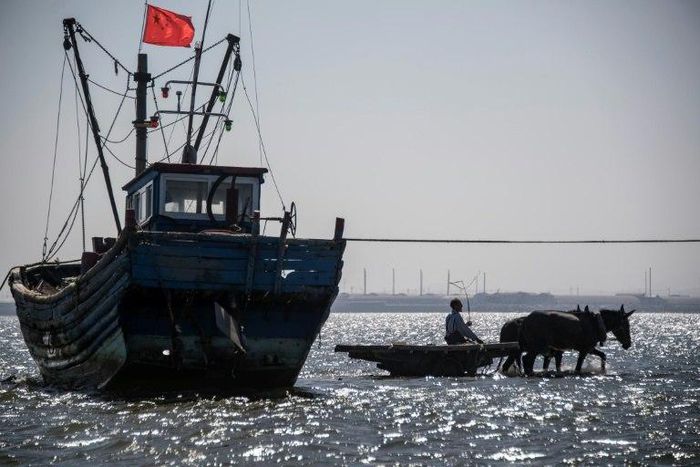 Qin Yusheng guides his mules between boats in the shallow waters of Xianrendao, in China's northeastern Liaoning province