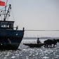 Qin Yusheng guides his mules between boats in the shallow waters of Xianrendao, in China's northeastern Liaoning province