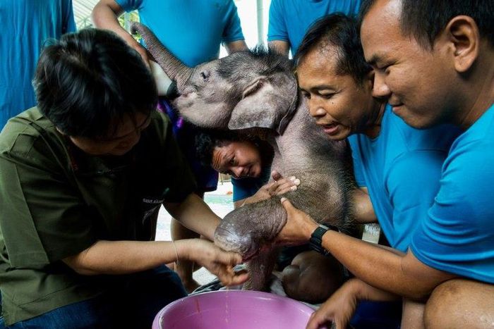 Six-month-old elephant 'Clear Sky' gets her injured foot treated by vet Padet Siridumrong (L) after a hydrotherapy session at a clinic in Chonburi province, east of Bangkok, on January 5, 2017