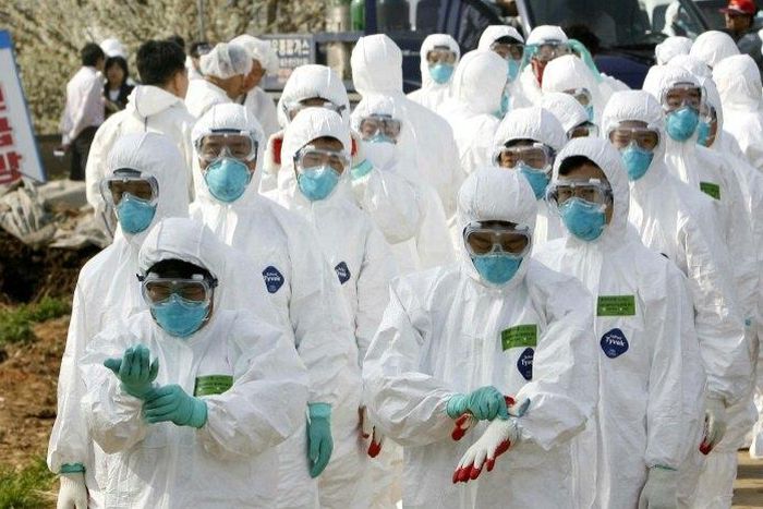 South Korea has issued its top bird flu warning alert, having already culled 16 million chicken and ducks