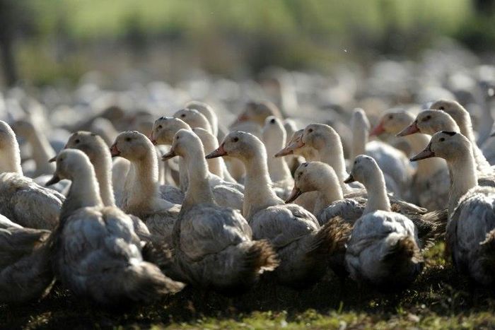The latest duck cull in France targets free-range ducks raised for foie gras, who risk contracting the virus from wild birds