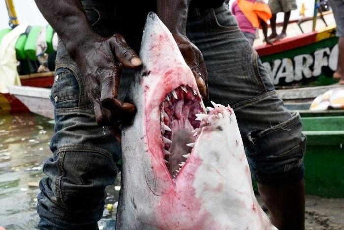 Sharks may elicit less sympathy than elephants or rhinos, but experts say the feared predators are under fierce pressure from unmanaged commercial fishing