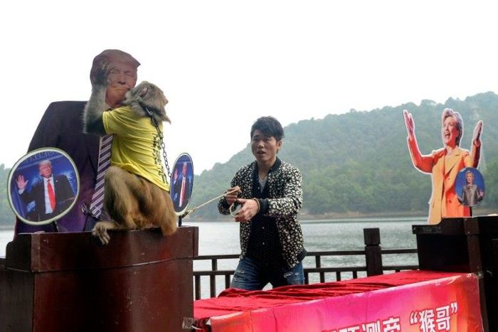 A Chinese monkey described as the "king of prophets" tips Donald Trump for the US presidency at a park in Changsha, in China's Hunan province, on November 3, 2016