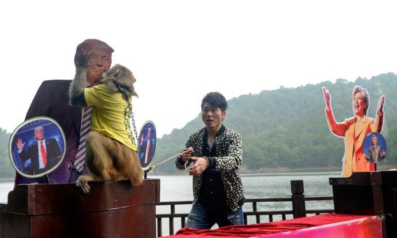 A Chinese monkey described as the "king of prophets" tips Donald Trump for the US presidency at a park in Changsha, in China's Hunan province, on November 3, 2016
