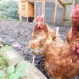 8 in court over 1,000 stolen chickens