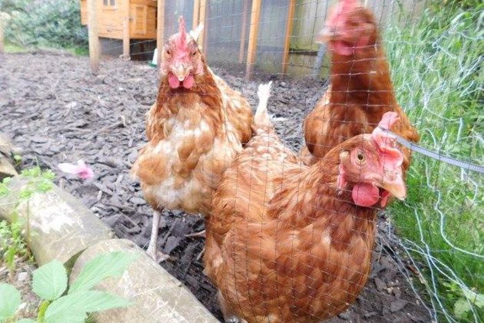 8 in court over 1,000 stolen chickens