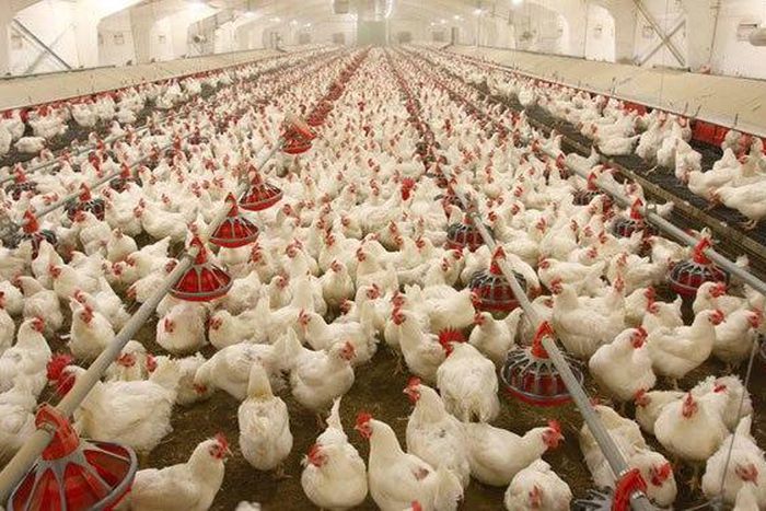 Poultry farm