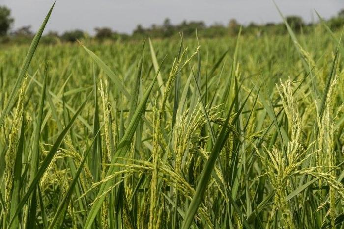 Rice growers in Ouinhi, south-eastern Benin, have benefitted from new irrigation system