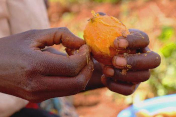 Orange fleshed sweet potato