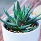 Bad News: Your Aloe Vera might not actually contain any Aloe Vera