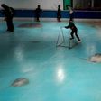 People skate on an ice rink with 5,000 frozen dead fish inside at the Space World amusement park in Kitakyushu, southwestern Japan