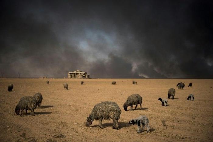 Blackened sheep graze as oil wells, set ablaze by retreating Islamic State (IS) jihadists, burn in the background, in the town of Qayyarah, some 70 km south of Mosul on November 20, 2016