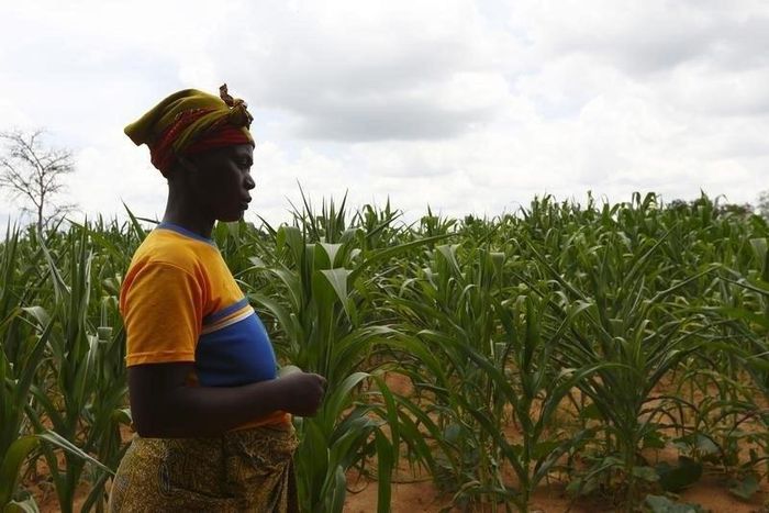 HIV-positive farmer Eunice Chiyabi walks near a field of maize during a visit by a home-based care team in Chikonga village, close to the town of Chikuni in the south of Zambia February 21, 2015. REUTERS/Darrin Zammit Lupi