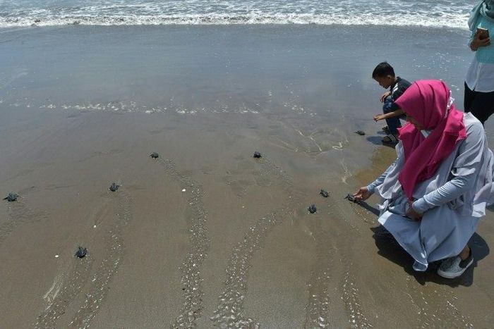 Tourists release turtles, hatched at a conservation centre, into the ocean in Pariaman, West Sumatra