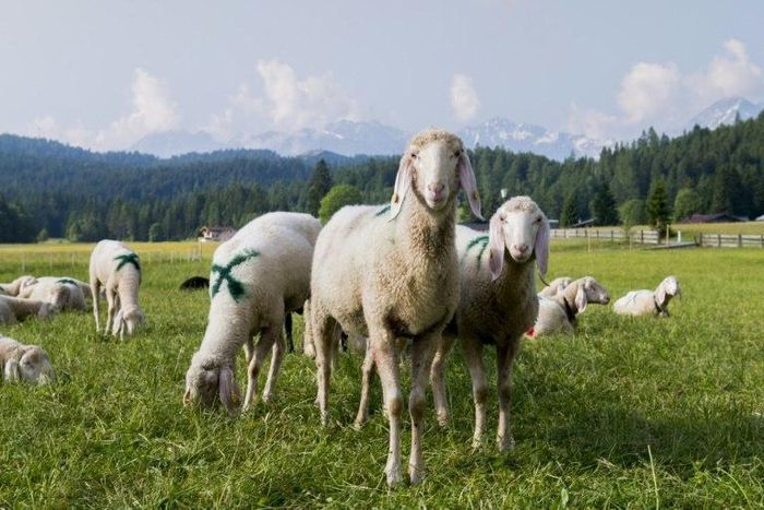 Prosperous, pretty and almost migrant-free -- rural Austria offers a happy hunting ground for Norbert Hofer