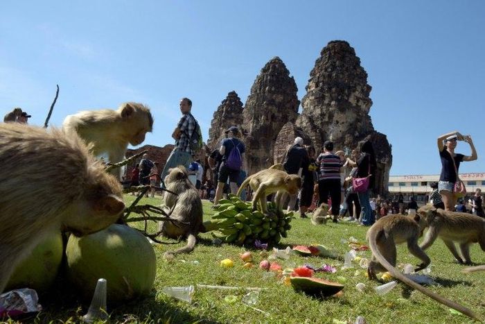 Macaques eat fruit at an ancient temple during the annual "monkey buffet" in Thailand's Lopburi province, north of Bangkok on November 27, 2016