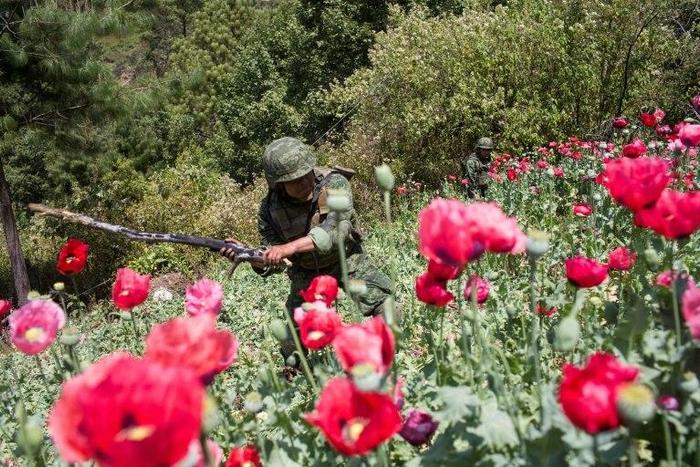Mexican soldiers take part in an operation to destroy a poppy plantation in the mountains in Guerrero State