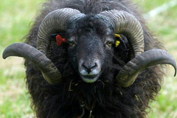 The sheep knocked the pensioner over before trampling him to death