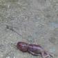 An aborted foetus.