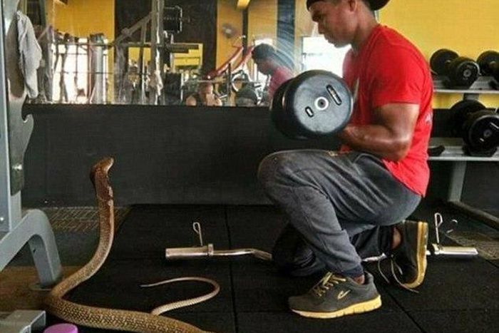The pair were spotted at the gym as the snake looks on.
