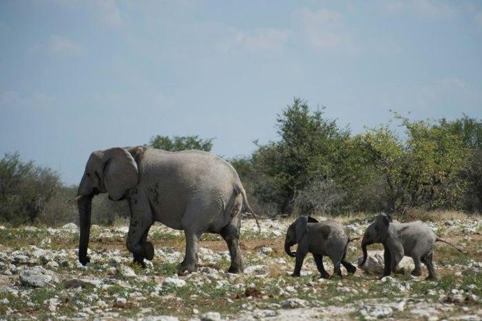 Targeted for their tusks, Africa's elephants have been decimated by poaching, with a new study showing the number has fallen by around 111,000 in the past decade
