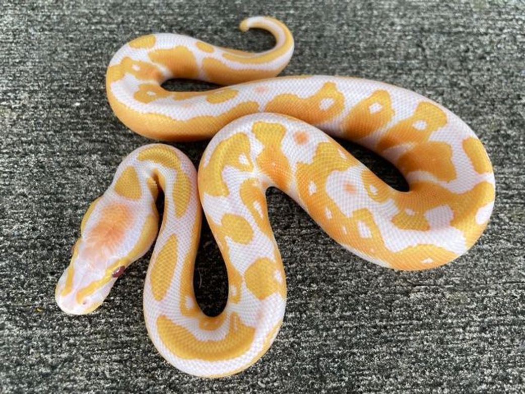 Entertainment news Celebrity gossip Movie and TV show updates Latest celebrity news Trending entertainment stories [Snakes at Sunset]