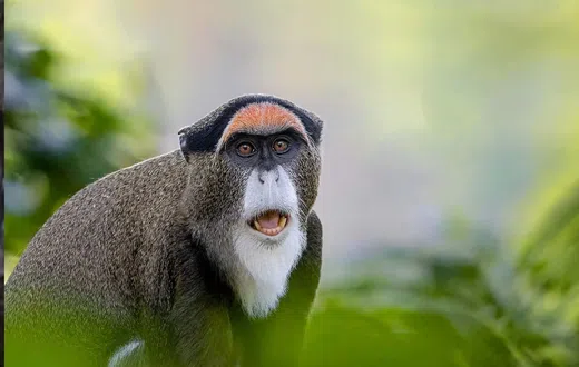 Entertainment news Celebrity gossip Movie and TV show updates Latest celebrity news Trending entertainment stories Top 5 most expensive pets in the world [Destination Uganda]