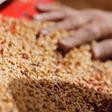 A farmer sieves wheat grains while harvesting wheat crop in Qaha, El-Kalubia governorate, northeast of Cairo, Egypt May 5, 2016. Picture taken May 5, 2016.