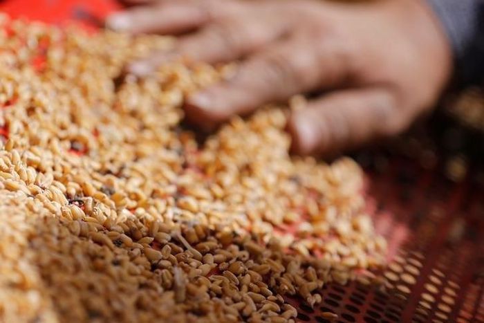 A farmer sieves wheat grains while harvesting wheat crop in Qaha, El-Kalubia governorate, northeast of Cairo, Egypt May 5, 2016. Picture taken May 5, 2016.