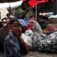 A Togolese woman sales chickens at a market in the capital Lome. File Photo.